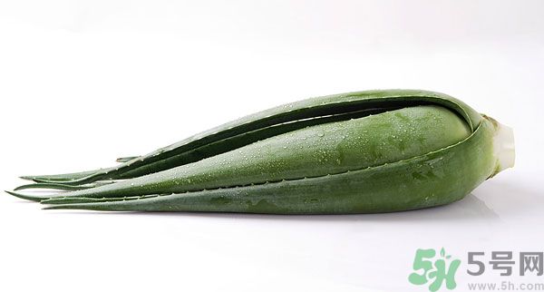 什么样的芦荟可以吃图片,芦荟的皮可以吃吗?有什么功效