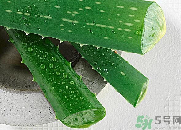 吃芦荟去火吗,芦荟上火还是降火