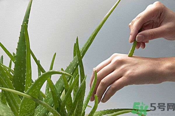 芦荟是凉性的吗,芦荟是寒凉的吗