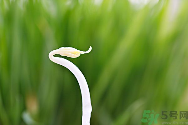 绿豆芽怎么生效果好,绿豆芽是凉性的吗? 绿豆芽怎么生效果好,绿豆芽是凉性的吗?