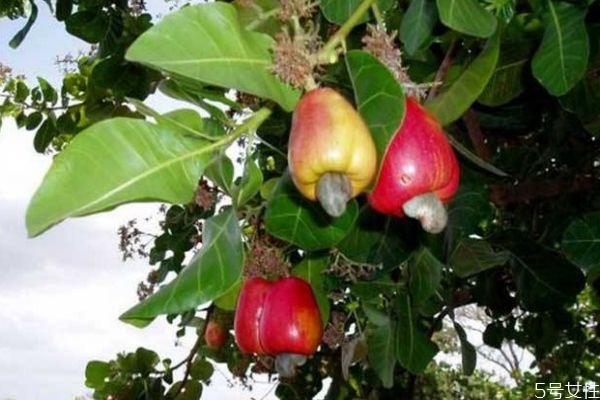 腰果是从哪里来的,腰果到底是什么东西