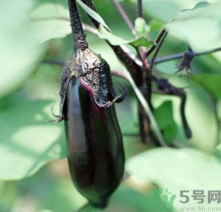 生吃茄子真的可以减肥吗,减肥期间吃茄子会长胖吗