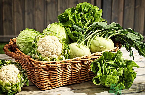 包菜烂心还能吃吗,包菜烂心是怎么回事