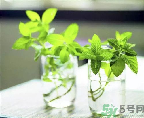 猫薄荷为什么叫猫薄荷,薄荷就是猫薄荷吗