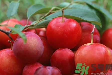 李子皮为什么酸,李子酸不酸