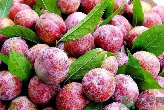 李子能和酸奶一起吃吗?,李子和酸奶能不能一起吃