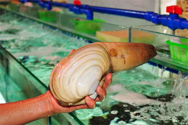 象拔蚌内脏能吃吗,象拔蚌全身都可以吃吗