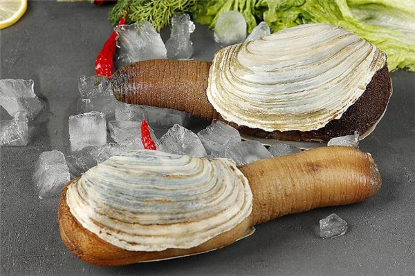 什么是象拔蚌,象拔蚌百度百科