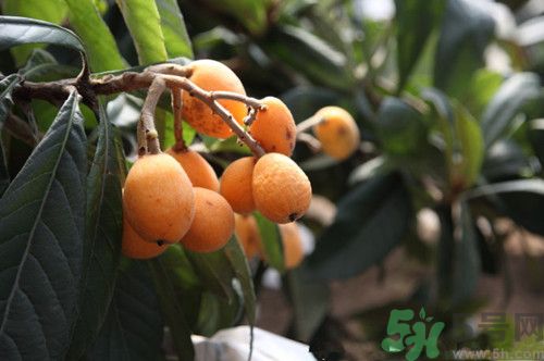 香蕉和枇杷可以一起吃吗,香蕉和枇杷膏能一起吃吗