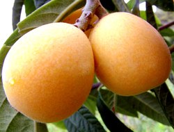 枇杷咋吃好,吃枇杷有什么功效和作用