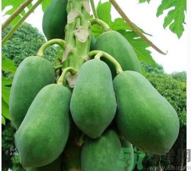 青木瓜怎么吃减肥效果最好,减肥能吃木瓜么