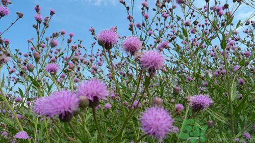 刺儿菜孕妇能吃吗,刺儿菜的功效和作用可以吃吗 刺儿菜孕妇能吃吗,刺儿菜的功效和作用可以吃吗
