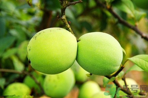 野木瓜和木瓜有何区别,木瓜和野木瓜的功效一样的吗 野木瓜和木瓜有何区别,木瓜和野木瓜的功效一样的吗