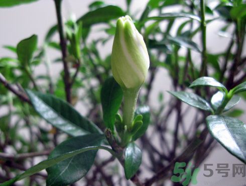 栀子花可以泡水喝吗有什么功效,栀子花能不能泡水喝