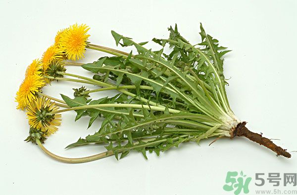 蒲公英泡水喝有副作用吗?,蒲公英泡水喝有什么副作用
