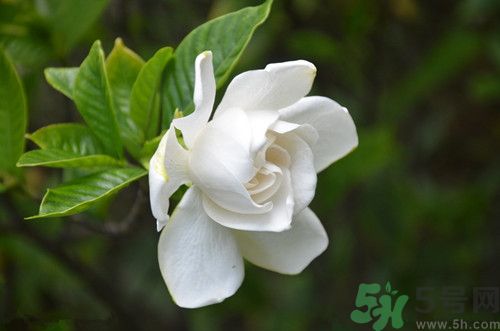 栀子花茶喝了有什么好处,栀子花泡茶有什么功效