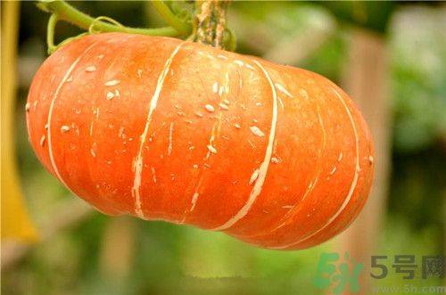 南瓜可以治疗便秘吗,南瓜有助于缓解便秘吗