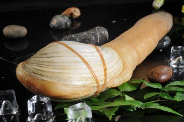 象拔蚌属于海鲜吗,和象拔蚌差不多的一种海鲜叫啥