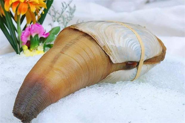 象拔蚌不能和什么一起吃?,象拔蚌哪些东西不能吃 象拔蚌不能和什么一起吃?,象拔蚌哪些东西不能吃