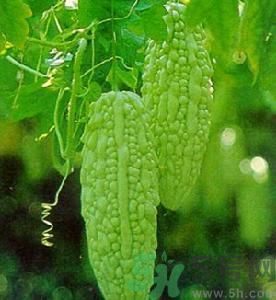 苦瓜可以和虾一起吃吗?,苦瓜和虾可以一起吃吗 苦瓜可以和虾一起吃吗?,苦瓜和虾可以一起吃吗