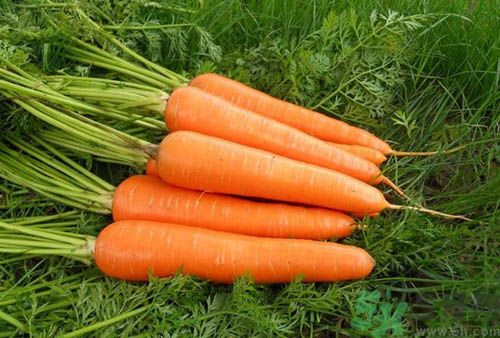 补血吃什么蔬菜最好,吃什么蔬菜水果补血效果最好