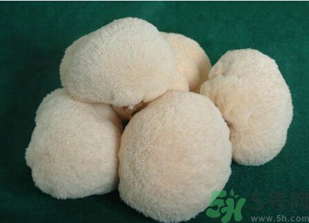 常吃猴头菇有什么好处,猴头菇粉有什么功效 常吃猴头菇有什么好处,猴头菇粉有什么功效