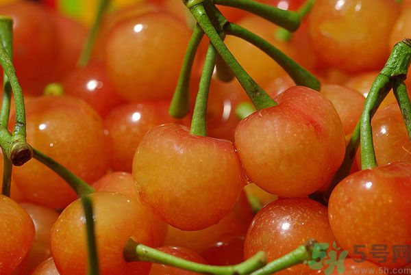 野生樱桃能吃吗,野樱桃可以食用吗