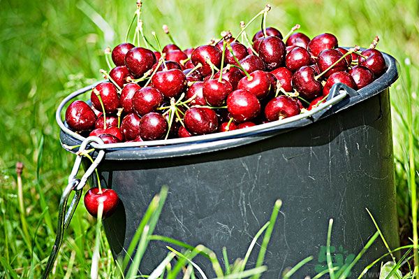 樱桃吃多了会中毒吗?,樱桃吃多了会中毒吗儿