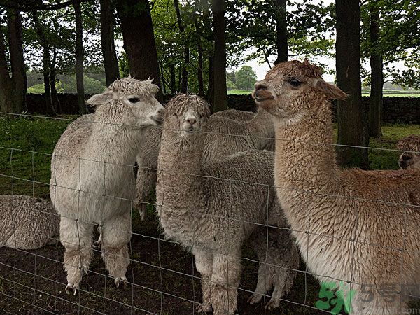 羊驼肉的食用价值,驴肉有什么营养价值