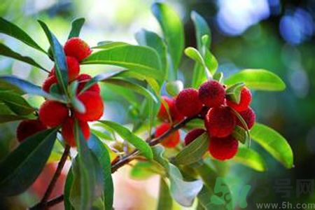 冰糖杨梅是热性还是凉性,杨梅是热性还是凉性水果