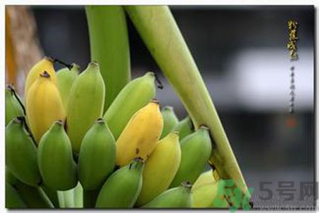 香蕉牛奶可以减肥吗,牛奶香蕉减肥法有效吗