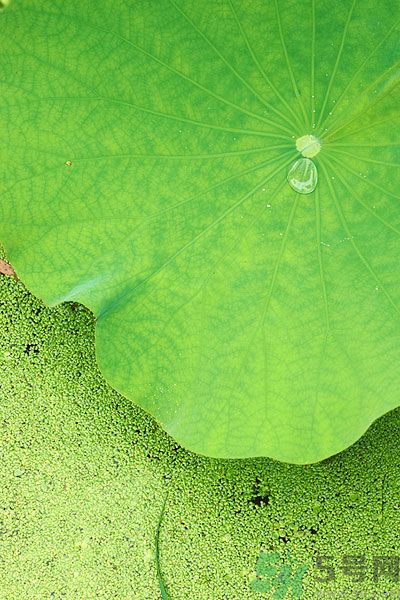 冬瓜影视下载安装app,冬瓜视频