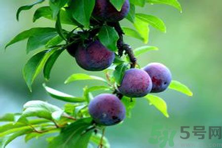 李子伤胃还是养胃,李子吃多了胃难受怎么解决