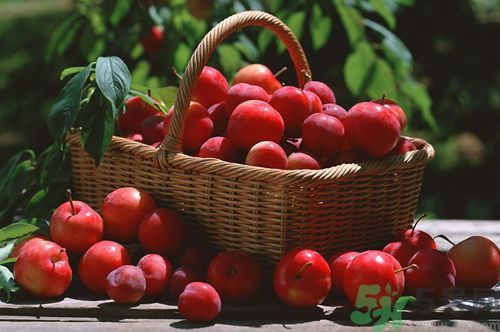 孕妇可以吃李子吗早期,孕妇可以吃李子吗?