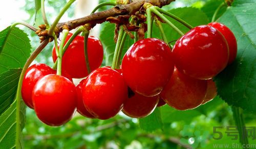 产妇能吃樱桃吗,产妇能吃樱桃吗月子里