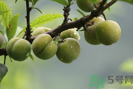 李子是热性还是凉性水果?,李子是热性还是凉性的 李子是热性还是凉性水果?,李子是热性还是凉性的