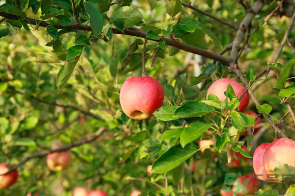 苹果上的蜡对人体有影响吗?,苹果皮上的蜡是天然的吗 苹果上的蜡对人体有影响吗?,苹果皮上的蜡是天然的吗