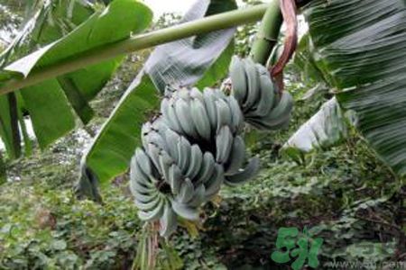 香蕉牛奶是寒性的吗,香蕉牛奶热的还是凉的 香蕉牛奶是寒性的吗,香蕉牛奶热的还是凉的