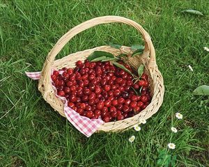 樱桃和芒果能一起吃吗?,芒果跟樱桃可以一起吃吗 樱桃和芒果能一起吃吗?,芒果跟樱桃可以一起吃吗