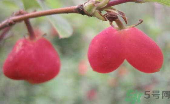 杈杷果好吃吗,杈杷果的作用和功效