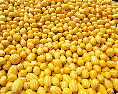 拉肚子能吃香瓜吗,吃香瓜拉肚子怎么回事