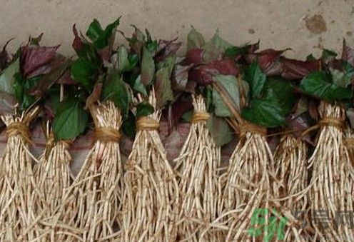 小孩能喝鱼腥草泡水吗,小孩子能不能喝鱼腥草水