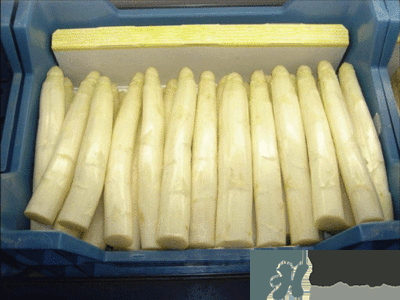 吃芦笋的注意事项,芦笋的饮食禁忌 吃芦笋的注意事项,芦笋的饮食禁忌