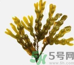 哪种海带最好吃,什么样的海带好吃 哪种海带最好吃,什么样的海带好吃