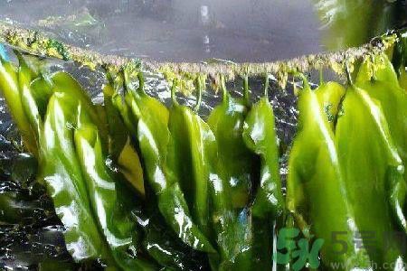 怎么选择海带,市面上的海带如何选