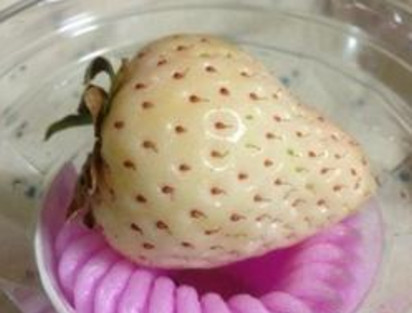 怀孕初期能吃菠萝么,怀孕初期能吃菠萝不