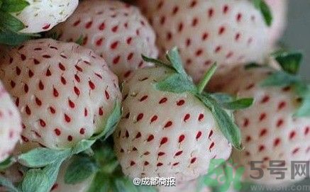 菠萝莓好吃吗,现在的菠萝蜜好吃吗