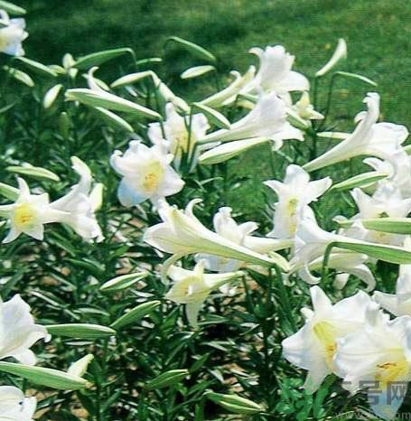 百合的功效和作用,请问百合有什么功效和作用 百合的功效和作用,请问百合有什么功效和作用