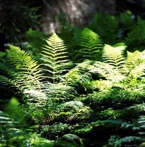 蕨菜致癌是真的吗 中央台,吃野蕨菜致癌是真的吗 蕨菜致癌是真的吗 中央台,吃野蕨菜致癌是真的吗