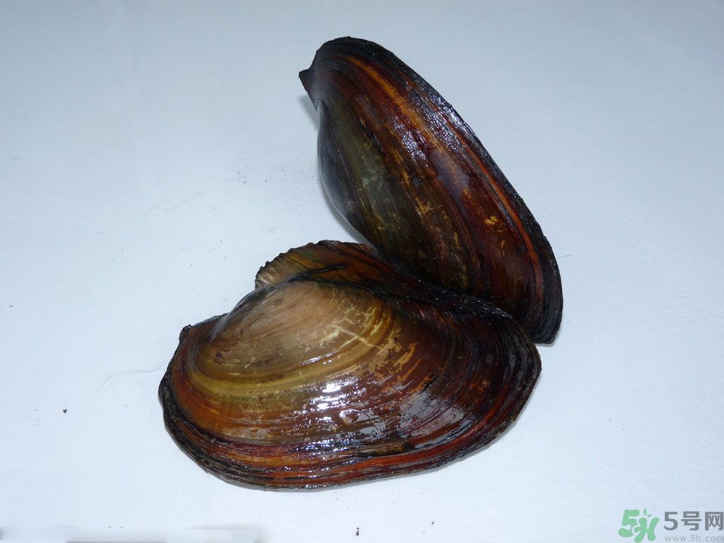 河蚌如何清洗干净,河蚌怎样清洗